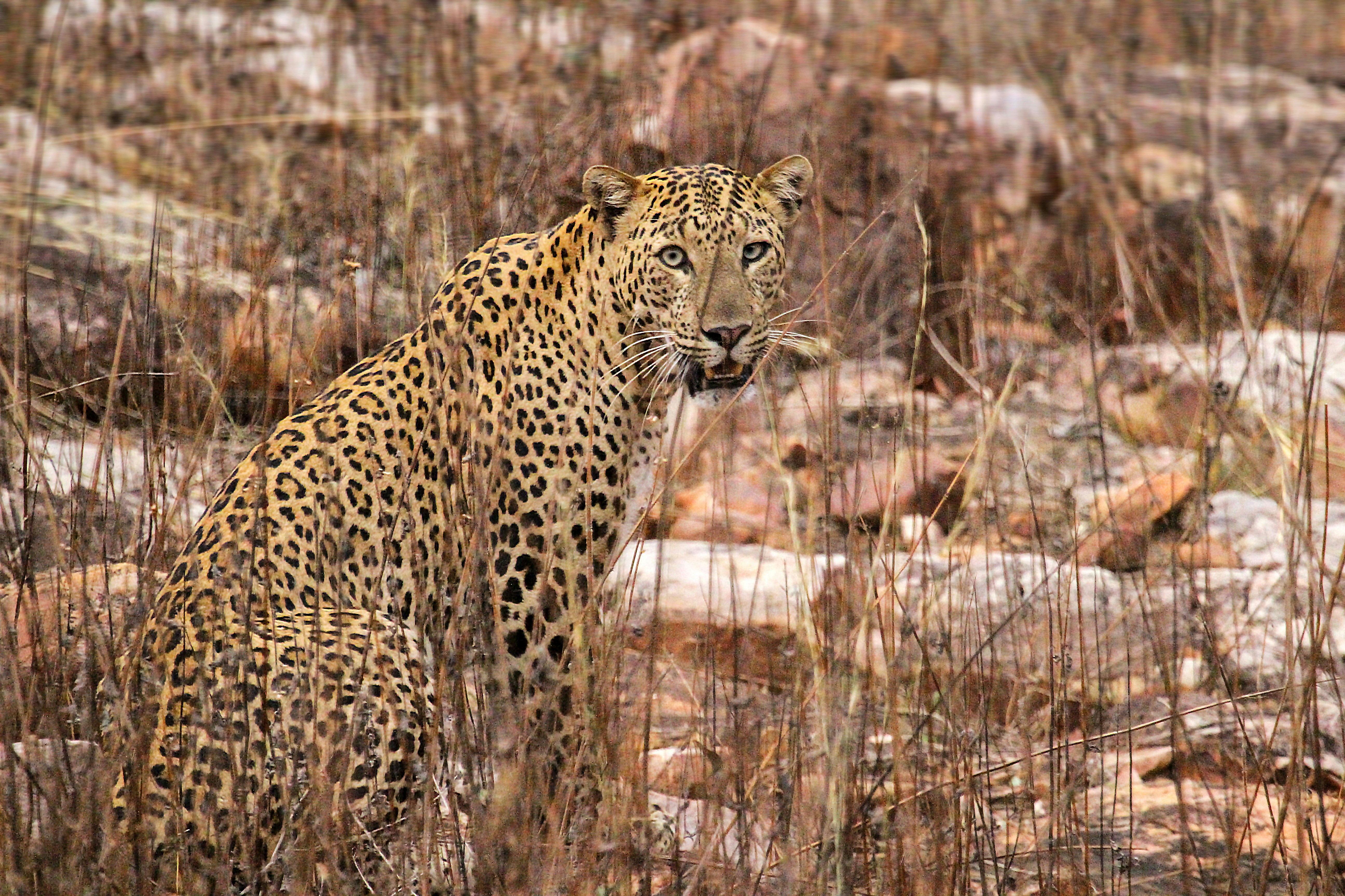Top 5 Tips for Spotting Leopards at Jawai
