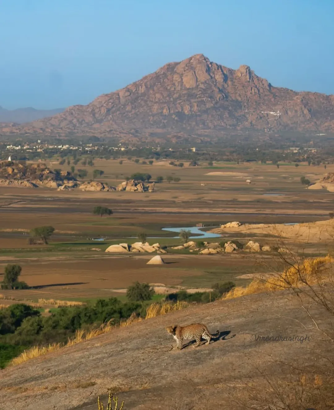 The Hidden Wildlife of Jawai: Spotting Hyenas, Wolves, and Sloth Bears