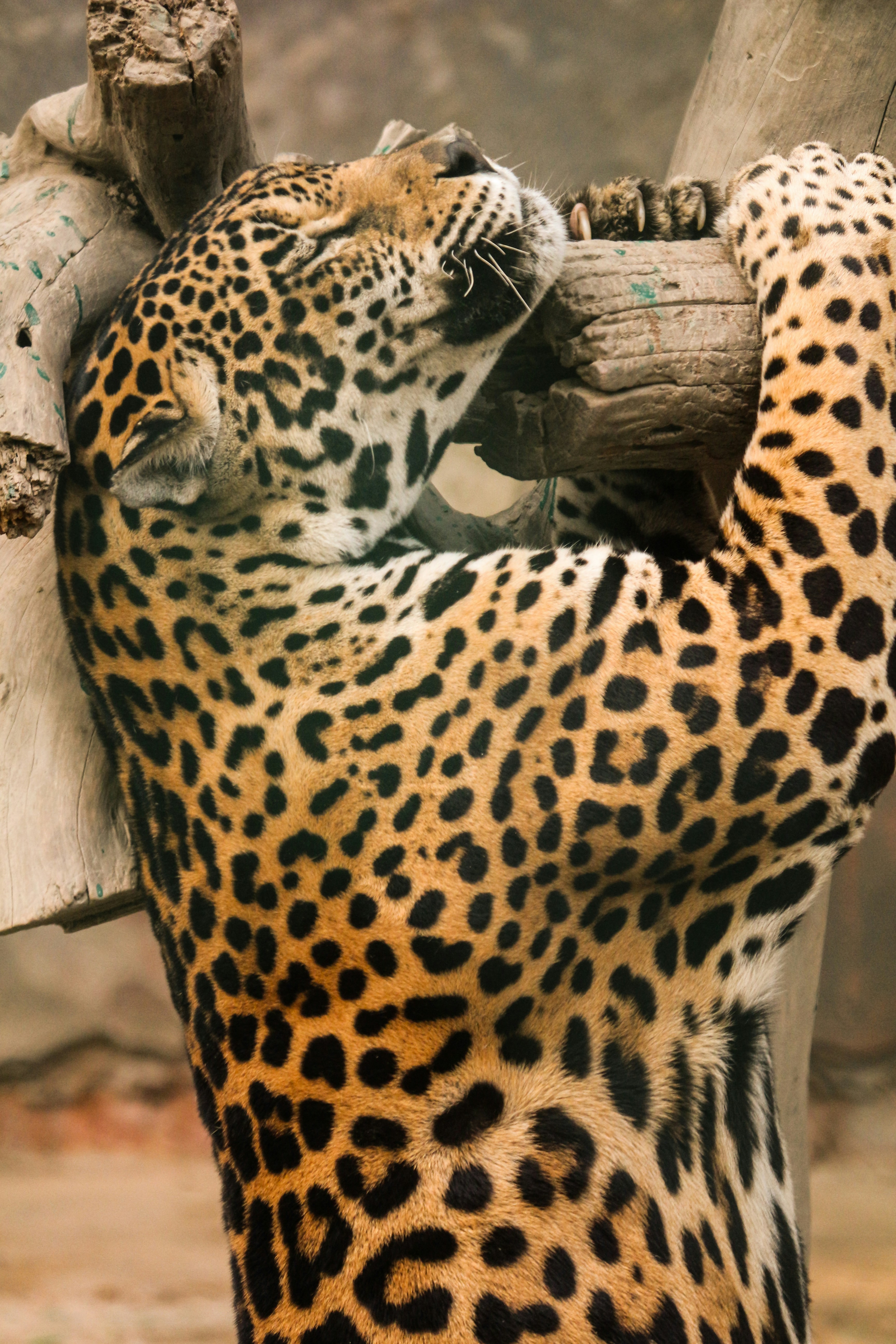 The Future of Eco-Tourism: How Jawai Protects its Wild Neighbors