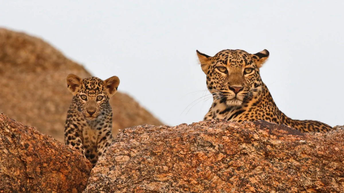 Top 5 Tips for Spotting Leopards at Jawai