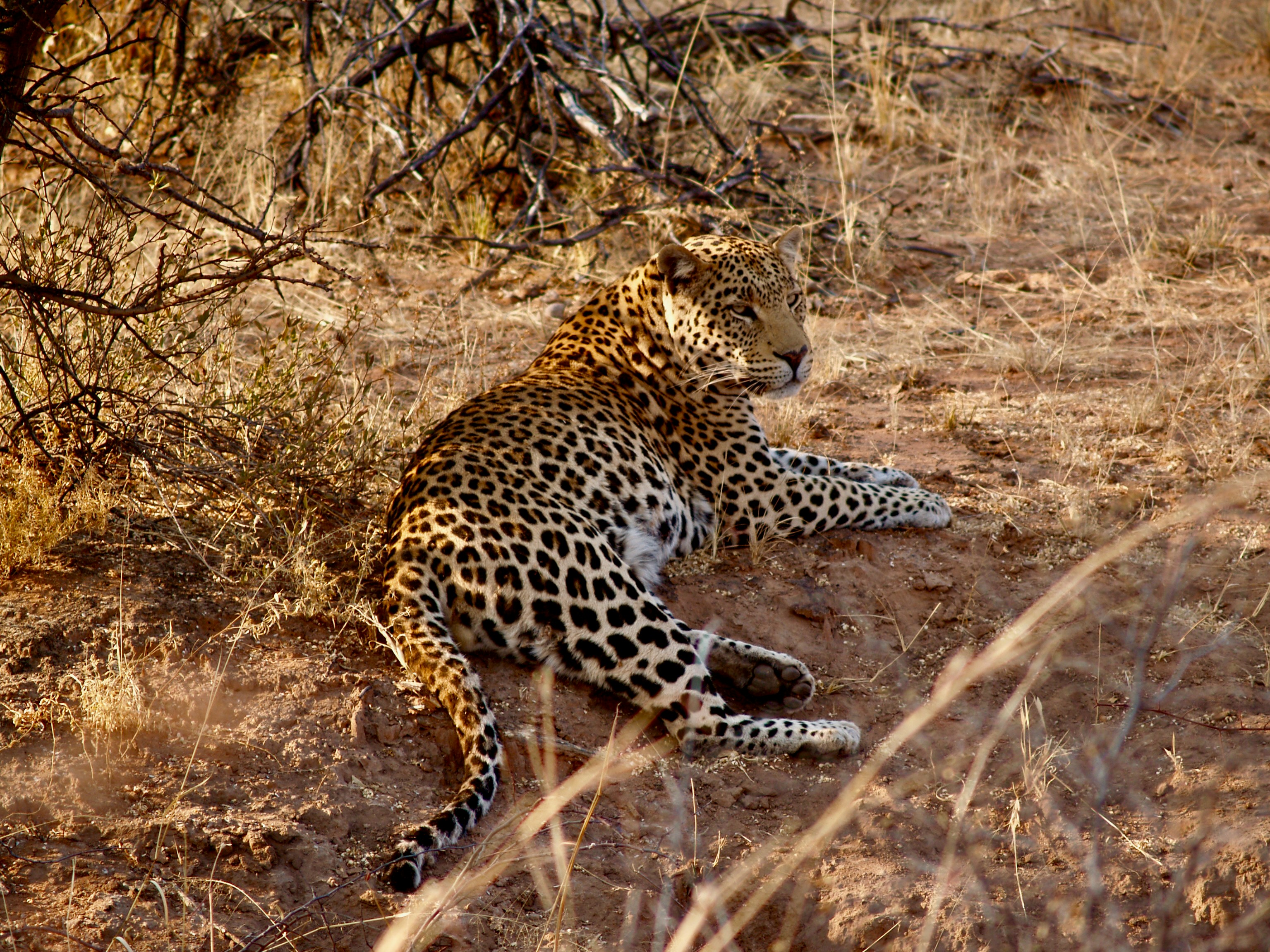 Jawai in 2 Days — The Perfect Weekend Safari Itinerary