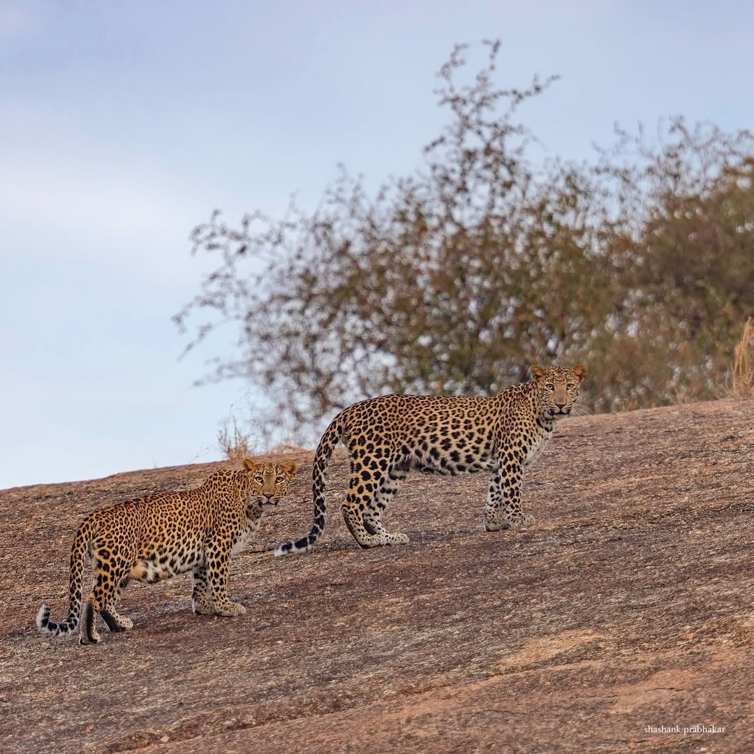 The Ghost of the Hills: Leopard Tracking Secrets from our Expert Guides