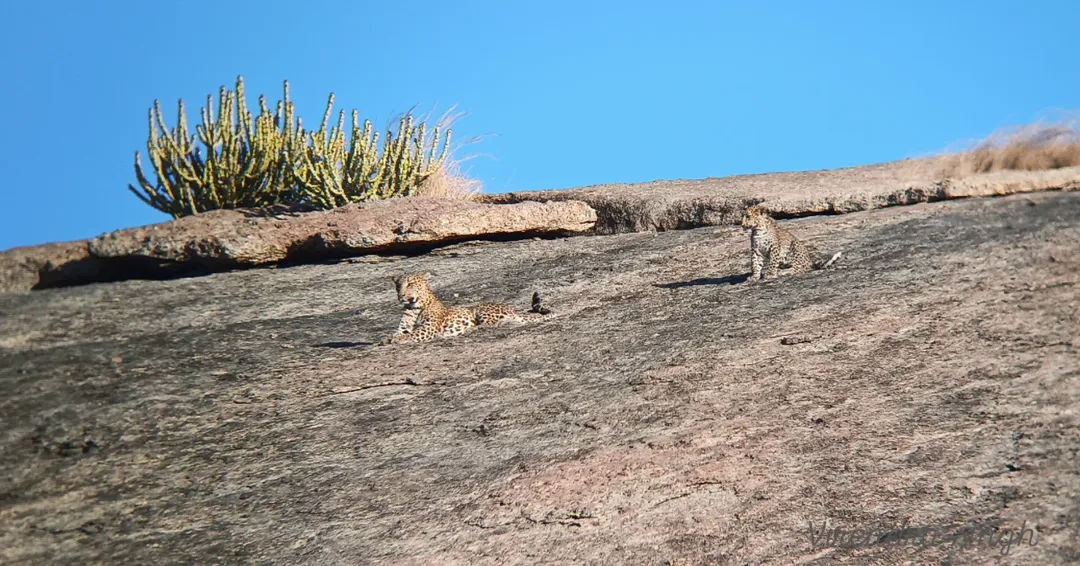 Why Jawai Will Ruin Every Other Safari For You — Forever