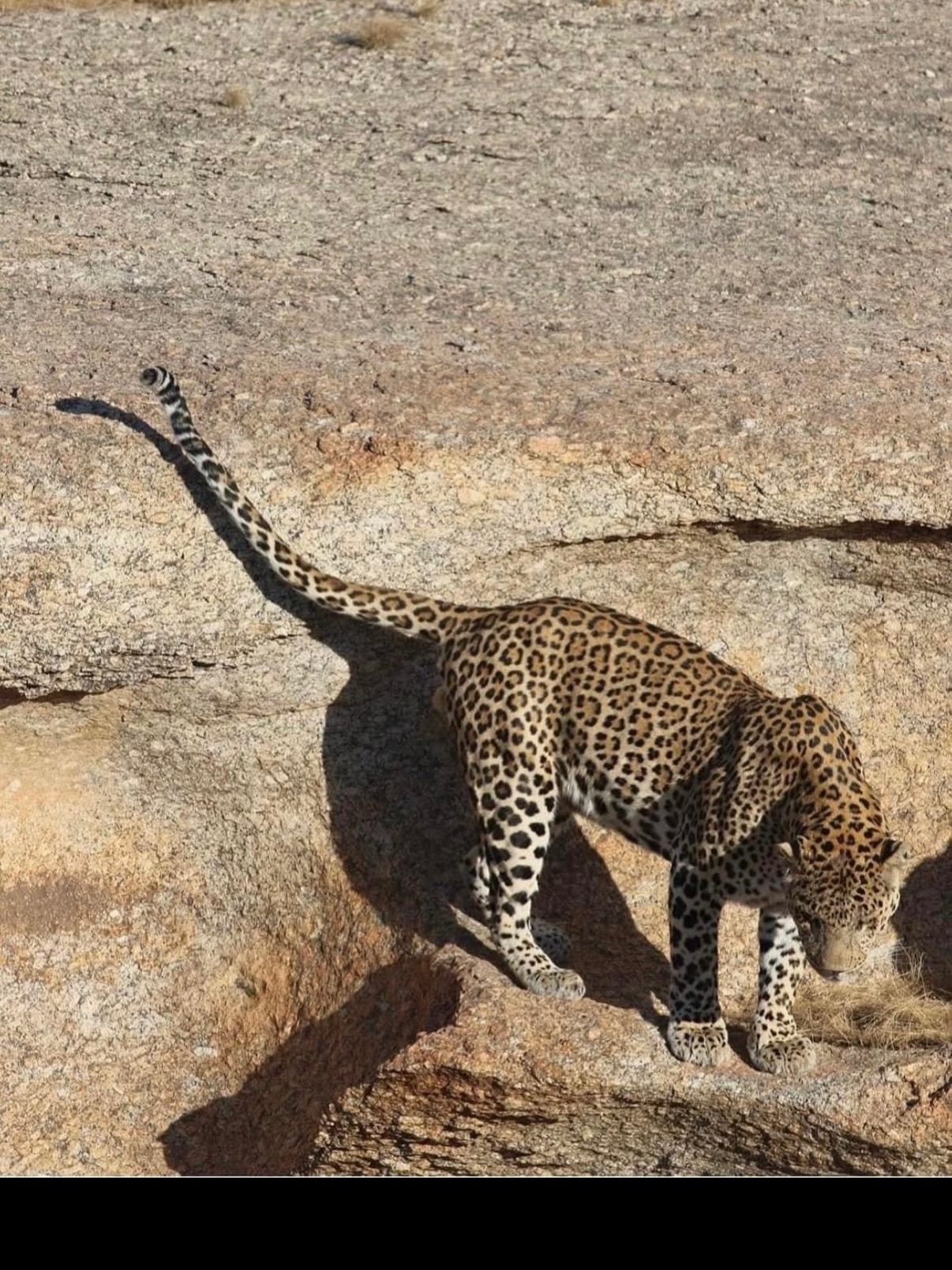 Beyond the Jungle: Why Jawai is India’s Best Kept Wildlife Secret