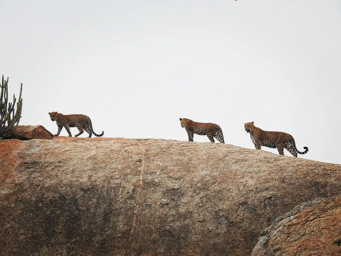 Stunning glimpses of wildlife, scenic landscapes, and unforgettable jawai leopard safari experiences in jawai rajasthan.