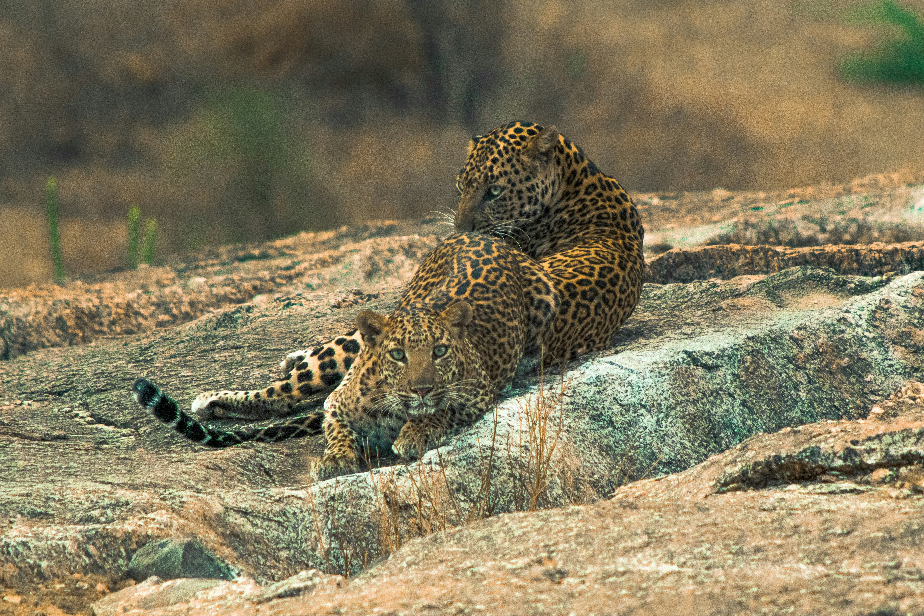 FULL DAY JAWAI SAFARI EXPERIENCE