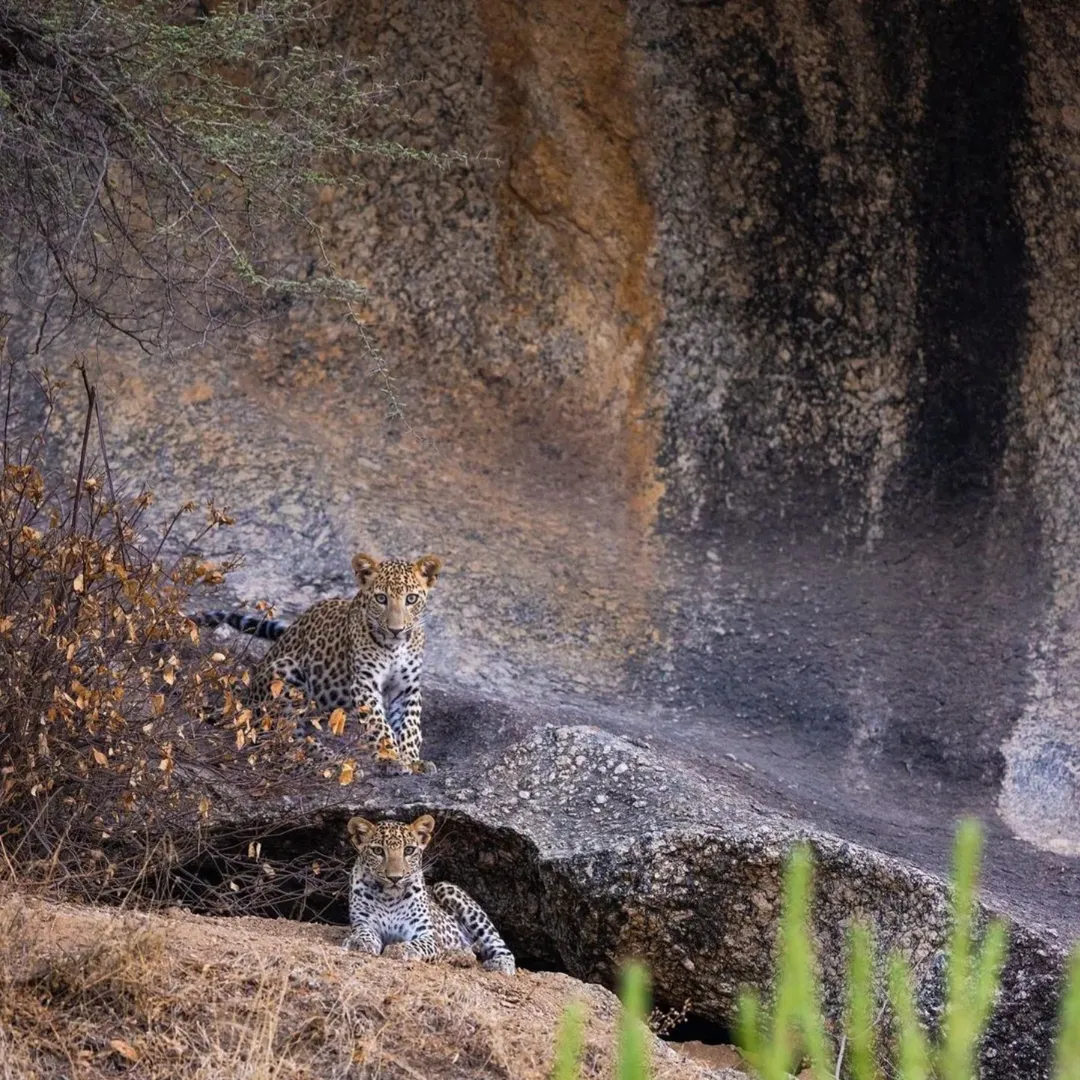 FULL DAY JAWAI SAFARI EXPERIENCE